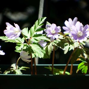 キクザキイチゲ,ユキワリイチゲ,鉢植え,山野草,プランターの画像