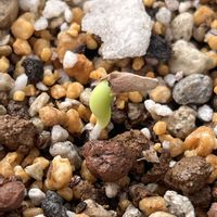 アデニウムの画像