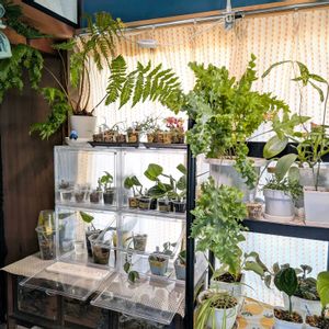 観葉植物,窓辺の植物たち,観葉植物がスキ,観葉植物のある暮らし,部屋の画像