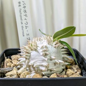 パキポディウム・エブレネウム,塊根植物,キョウチクトウ科,ありがとう♡,リビング窓辺の画像