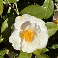 サザンカの画像