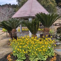 ソテツ,ソテツ,ソテツ,菜の花,ナノハナの画像