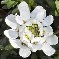 アリッサム,アリッサム,イベリス,イベリス,イベリスの画像