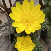 フクジュソウ,福寿草,山野草,スプリングエフェメラルの画像