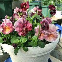 オーニソガラム,オレガノ,南天,葉牡丹,フキの画像