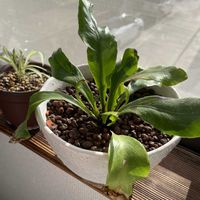 オリヅルラン,アスプレニウム,多肉植物,観葉植物,植物のある暮らしの画像