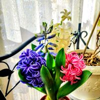 クンシラン,ヒアシンス,ヒアシンス,ヒアシンス,ヒヤシンスの画像