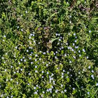 オオイヌノフグリ,ホトケノザの画像