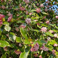 ジンチョウゲの画像