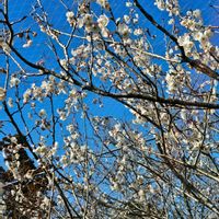 サクランボの画像