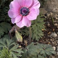 アネモネ,ツルニチニチソウ,ノースポール,ヒメリュウキンカ,シレネ ピンクパンサーの画像