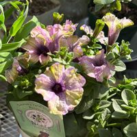 ペチュニア,グリーンギャラリーガーデンズ,タカザワフラワーファーム,ベランダの画像