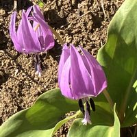 カタクリ,城山かたくりの里の画像