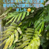 アンスリウム,エバーフレッシュ,森林浴,熱帯植物,癒しの空間の画像