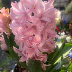 ヒヤシンス,ヒヤシンス スイートインビテーション,プランター,今日のお花,平和を願う☆の画像