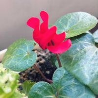 PWマーガレット ストロベリーホイップ,PWマーガレット ストロベリーホイップ,ジャメスブリテニア サファリ モーブスカイ,ジャメスブリテニア サファリ モーブスカイ,シクラメン マカロンの画像