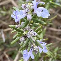 ローズマリーの画像