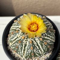 サボテン,兜丸,兜丸,スーパー兜,スーパー兜の画像