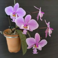 コチョウラン,ファレノプシス,胡蝶蘭,洋蘭,洋ランの画像