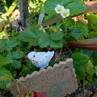 ヒヤシンス,ヒヤシンス,ワイルドストロベリー,ワイルドストロベリー,コルジリネの画像