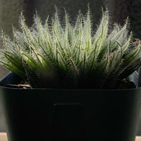 ハオルチア,イザベラエ,イザベラエ,多肉植物,ハオルチア属の画像