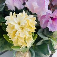 ヒヤシンス（風信子）,今日のお花,ヒヤシンス水栽培,❤️M.family❤️,福島からのエールの画像