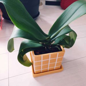 胡蝶蘭,ラン科,プレゼント,元気もらえる,小さな幸せ♡の画像