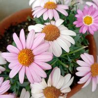 マーガレットの画像