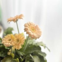 ガーベラ,窓際,小さな幸せ♡,ありがとう♡,ガーベラ・midoriの画像