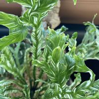 アスプレニウムの画像