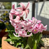 シャクヤク,シャクヤク,ニゲラ,ニゲラ,ヒヤシンスの画像