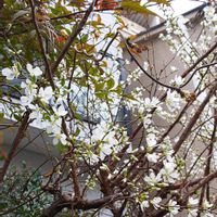 ユスラウメ,ユスラウメ,２０２０年５月同期,多様性を愛する会,庭の画像