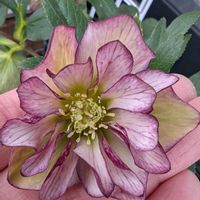 クリスマスローズ,かわいい,感謝,ありがとう,ピンクのお花の画像