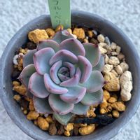 エケベリア,ミックスベリア　ブルーベリームーン,多肉生活,多肉植物のある暮らし,多肉と暮らすの画像