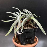 多肉植物,観葉植物,クラッスラ属,塊根植物,コーデックスの画像