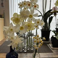 水仙,ナチュラルガーデン,冬の庭,砺波エレカガーデンの画像