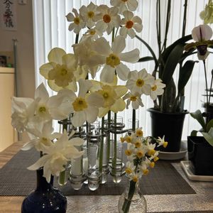 水仙,ナチュラルガーデン,冬の庭,砺波エレカガーデンの画像