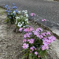 忘れな草,アプローチの画像