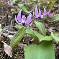 カタクリ,スミレ,ナガバノスミレサイシン,春の訪れ,春の花！の画像