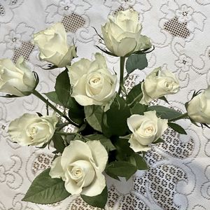 バラ,バラ,白い花,癒し,ホワイトの画像