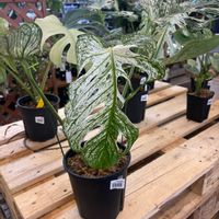 モンステラ,モンステラ　デビルモンスター,植中毒,植物好きと繋がりたいの画像