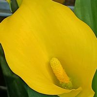 カラー,カラー,ビタミンカラー,おでかけ先,癒しの花の画像