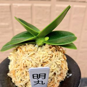 ナゴラン,ラン科,古典園芸植物,ファレノプシス属の画像