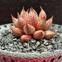 大和錦,パーパソルム,多肉植物,観葉植物,エケベリア属の画像