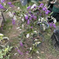 ハーデンベルギア,金沢市,石川県,チーム石川,おたまちゃんの画像