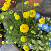 コツラ,ネモフィラ　プラチナスカイ,マンション,バルコニー/ベランダの画像