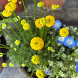 コツラ,ネモフィラ　プラチナスカイ,マンション,バルコニー/ベランダの画像