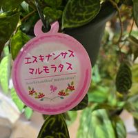エスキナンサス・マルモラタス,癒し…♡,部屋の画像