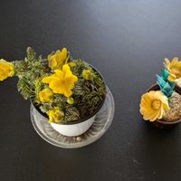 福寿草,福寿草,田舎暮らし,花のある暮らし,楽しい田舎暮らしの画像