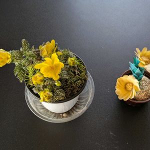 福寿草,福寿草,手作り,田舎暮らし,花のある暮らしの画像